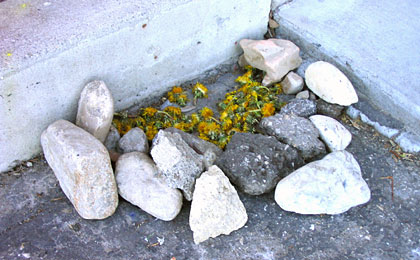 The Dandelion Graveyard