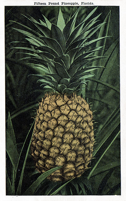 Fifteen Pound Pineapple, Florida