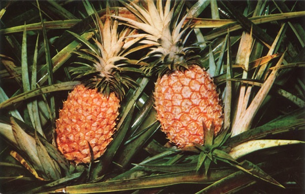 Pineapple Growing