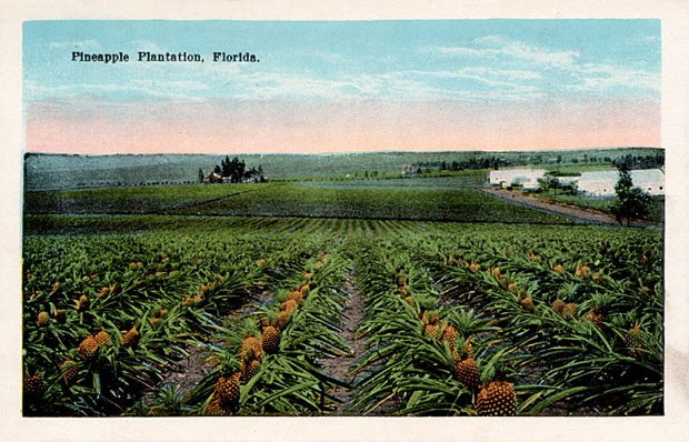 Pineapple Plantation, Florida